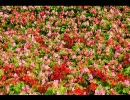 RAGFAIR　歌ってみたよ-ラブラブなカップル　フリフリでチュー