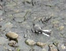 ハクセキレイが水浴びしてます。