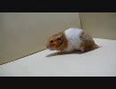 今日のもよよ君