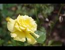 【GUMI】路傍の花 / TOKIO【カバー】