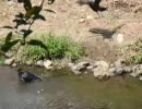 カラスの行水つがい編