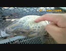 獣たちが己の欲望のままに亀頭から白い液体を放出する動画