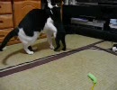 キャットファイト！