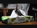 桜文鳥　ピーちゃん