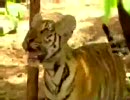 【霊長類】　虎 vs 猿　【なめんな！】