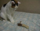 みぃとおもちゃ。
