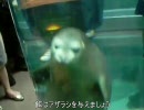 なんとなく金魚水槽を立ち上げる Part６　最終回