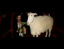 Fran Healy - Buttercups