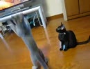 巨大猫じゃらし。