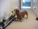 ボールを投げてもらってみた(犬視点)　　　youtubeより転載