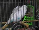 カゴの中で色々やっているセキセイインコさん