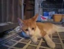 茶トラ３匹の子猫が荒れ狂うだけの動画