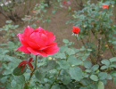 Ah! may the red rose live alway