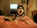 ''I Love you''と喋り返すハスキー犬　　(tubeより転載)