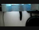 窓から猫のしっぽがきゅっきゅっきゅにゃー
