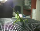 【カマキリ】コオロギ&クサグモ捕食ハイライト