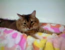 もみ猫