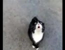 急に話しかけて来た猫がイーノックだったが大丈夫か？【エルシャダイ】