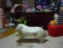 垂れ耳うさぎです。今日も元気です。