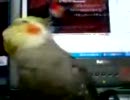 ニコ動を見てた時のうちのオカメの反応