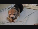 我が家のビーグル（おしゃべり編）
