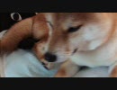 柴犬すもも　新しいデジカメのテスト撮影モデルをする。