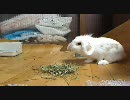 ２キロうさぎの日常　　牧草を食す