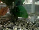 【 藻煮たの日常 86 】 仕事帰りに変な魚捕まえた！この魚って何？