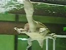 踊るジーベンロックナガクビガメ(音楽付)。Snake-necked Turtle　dance(ver.Bizet)