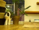 福岡の猫カフェ「猫カフェ　Ｃｌａssic」　１０／３