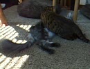 猫カフェ　【ｆａｉｒｅ ｂｅａｕ】