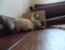 猫カフェ　【ｆａｉｒｅ ｂｅａｕ】