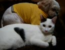 牛柄猫家族０８ ～牛猫一家とびー兄ちゃん～