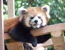 レッサーパンダに萌える動画06