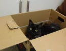 箱入り黒猫