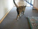 猫のお尻を追っかけてみた。