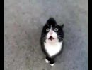 怒ってた猫が急に話しかけて（ｒｙ　をアテレコしてみた