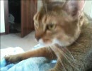 あびすけ日記13 ひたすらフミフミ