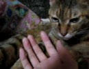 実家のにゃんこ4