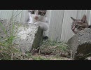 野生の子猫達を盗撮（若干撮影ミス）