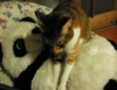 ふみふみ猫