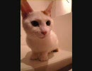 今まで撮った猫画像