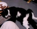 猫のココ君－来訪者