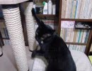 せふぃとくらぅどのお迎え1週間