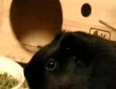 モルモットの日常①'