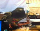 マウスのコードを引っこ抜きたいIT系の鳩