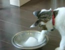猫ピートの戦い