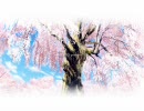 【MAD】 D.C.Ⅱ 「atest～prologue～ Diaring heart」