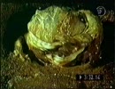 なんでもたべるのカエル「ウシガエル」