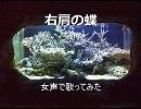 【レンver】 『右肩の蝶』 歌ってみた 【ちひろ】
